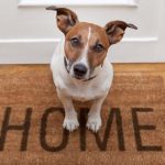 cleaning-pet-odour-at-home