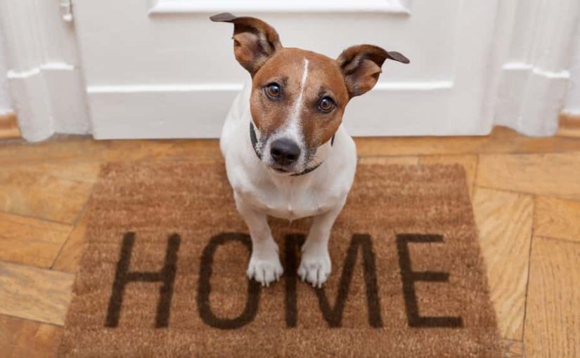 Eliminate Dog Smell in The House with Professional House Cleaning